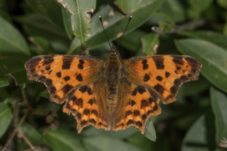 A C-moth (Polygonia C-Album) with spotted orange wings sunbathing on green leaves, Baden-