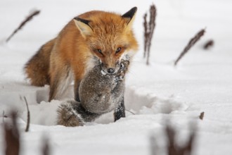 Red fox (vulpes vulpes), Fox hunting eastern gray squirrel (sciurus carolinensis) in winter.