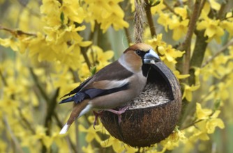 Hawfinch, (Coccothraustes coccothraustes) eats sunflower seeds from a coconut