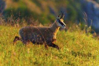 A chamois runs through the meadow in the golden evening sun, chamois, chamois, (Rupicapra