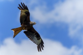 A bird of prey flies majestically against a blue sky, Red Kite, (Milvus milvus) wildlife, Germany
