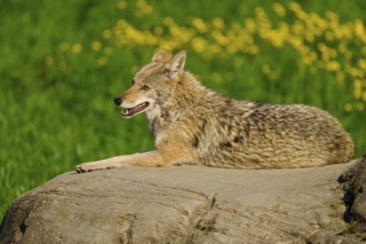 A resting coyote on a rock surrounded by fresh greenery and yellow flowers, Coyote (Canis latrans),