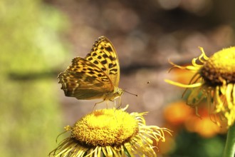 Emperor Cloak (Argynnis paphia), on a yellow flower of a Great Telekie (Telekia speciosa), macro