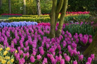 Colourful park with hyacinths, daffodils, tulips and surrounding trees, Keukenhof, Lisse, province