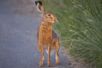 A hare sits on a dirt track at sunrise in the north-west of Frankfurt am Main, Frankfurt am Main,