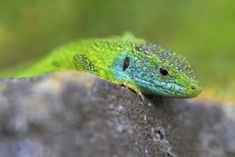 Western green lizard (Lacerta bilineata), animal portrait, resting on a stone of a dry stone wall,