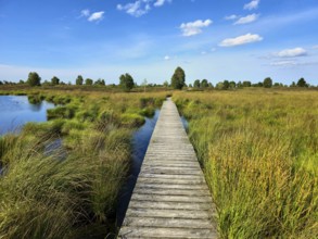 Wooden footbridge through grassy marshland with blue sky and scattered clouds, summer, High Fens,