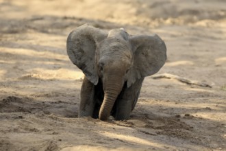 African elephant (Loxodonta africana), young animal, digging, drinking, searching for water, dried