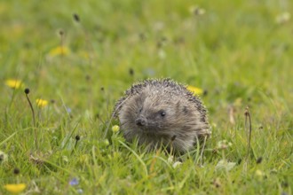 European hedgehog (Erinaceus europaeus) adult animal in a spring meadow, Suffolk, England, United