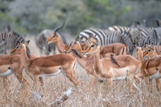 Impala (Aepyceros melampus) with red-billed oxpecker (Buphagus erythrorynchus), black heeler