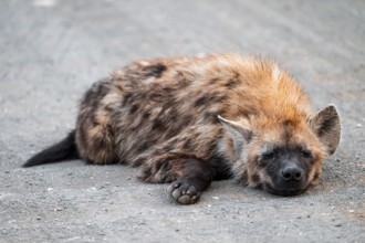 Spotted hyena (Crocuta crocuta), adult, lying on the road, Kruger National Park, South Africa