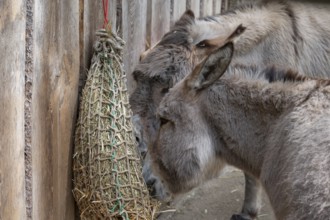Thuringian forest donkey (Equus africanus f. asinus) eating hay from a net, wildlife park, Bavaria,