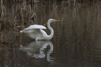 Great white egret (Ardea alba) adult bird in water on the edge of a reedbed, England, United