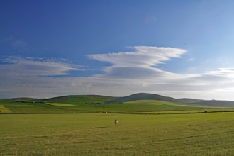 Wide fields under a clear blue sky, calm atmosphere, single cow in wide landscape, Mainland, Orkney