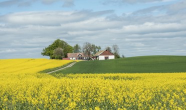 Farm in landscape with flowering rapeseed field and green crops in Sjörup, Ystad municipality,