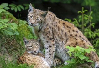 Lynxes (Lynx lynx), Germany