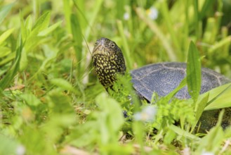 A European pond turtle (Emys orbicularis), makes its way through the green meadow next to the pond