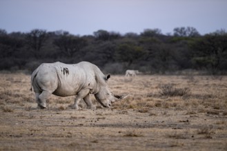 Southern white rhinoceros (Ceratotherium simum simum), Khama Rhino Sanctuary, Serowe, Botswana