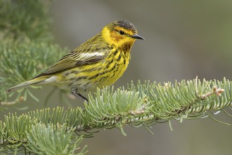 Cape May Warbler (Dendroica tigrina) perched on a branch in Ontario, Canada