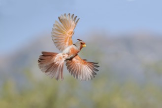 Pyrrhuloxia (Cardinalis sinuatus) male flying, Arizona, USA