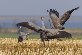 Common Crane (Grus grus), Mecklenburg-Western Pomerania, Germany