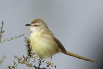 Black-chested Prinia (Prinia flavicans), Northern Cape, Kgalagadi Transfrontier Park, South Africa