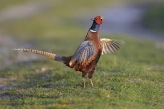 Common Pheasant (Phasianus colchicus) male mating, Lower Saxony, Germany