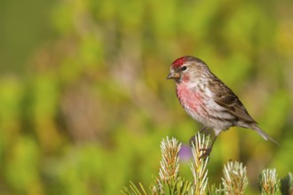Lesser Redpoll (Acanthis cabaret) male, Vorarlberg, Austria