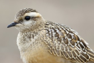 Eurasian Dotterel (Charadrius morinellus), Asturias, Spain