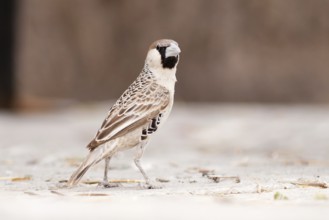 Sociable Weaver (Philetairus socius), Namibia