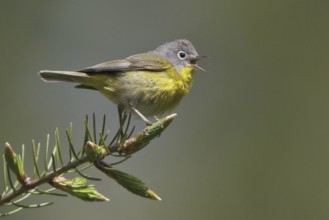 Nashville Warbler (Leiothlypis ruficapilla) singing, British Columbia, Canada