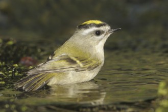 Golden-crowned Kinglet (Regulus satrapa), British Columbia, Canada