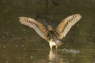 Greater Painted-snipe (Rostratula benghalensis), Gambia