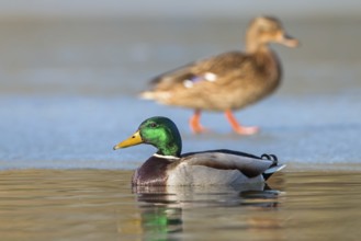 Mallard (Anas platyrhynchos) male, Saxony, Germany