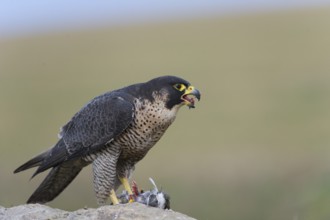 Peregrine Falcon (Falco peregrinus) female, Saxony, Germany