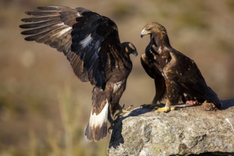 Golden Eagle (Aquila chrysaetos) pair, Castile and Leon, Spain