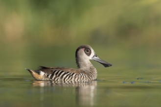 Pink-eared Duck (Malacorhynchus membranaceus), New South Wales, Australia