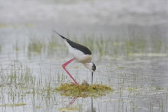 Stelzenläufer (Himantopus himantopus) Black-winged Stilt
