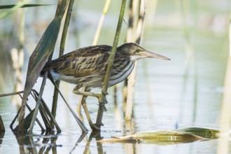 Zwergdommel (Ixobrychus minutus) Little Bittern