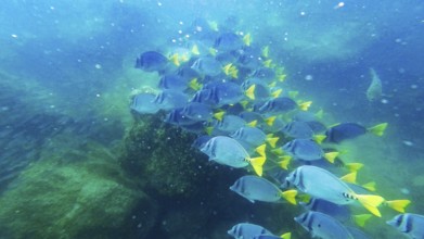 Shoal of yellowtail surgeonfish (Prionurus punctatus), underwater, Galapagos, Ecuador