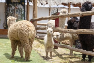Alpaca and Llama Farm, near Cusco, Peru