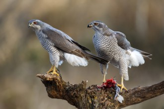 Northern Goshawk (Accipiter gentilis) pair, Zaragoza, Spain