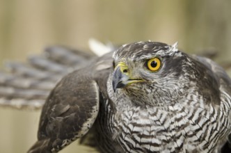 Northern Goshawk (Accipiter gentilis) male, North Rhine-Westphalia, Germany
