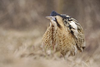 Eurasian Bittern (Botaurus stellaris) male, Nizhegorodskaya, Russia