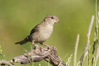 House Sparrow (Passer domesticus) female, St. Gallen, Switzerland