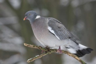 Common Wood Pigeon (Columba palumbus), Lower Saxony, Germany