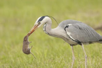 Grey Heron (Ardea cinerea), St. Gallen, Switzerland