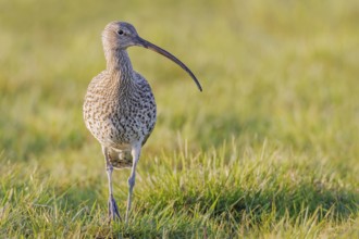 Großer Brachvogel, Numenius arquata Eurasian Curlew, Numenius arquata