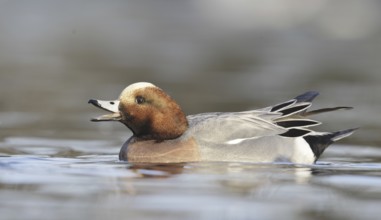 Eurasian Wigeon (Mareca penelope) male, Oregon, USA