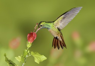 Buff-bellied Hummingbird (Amazilia yucatanensis), Texas, USA